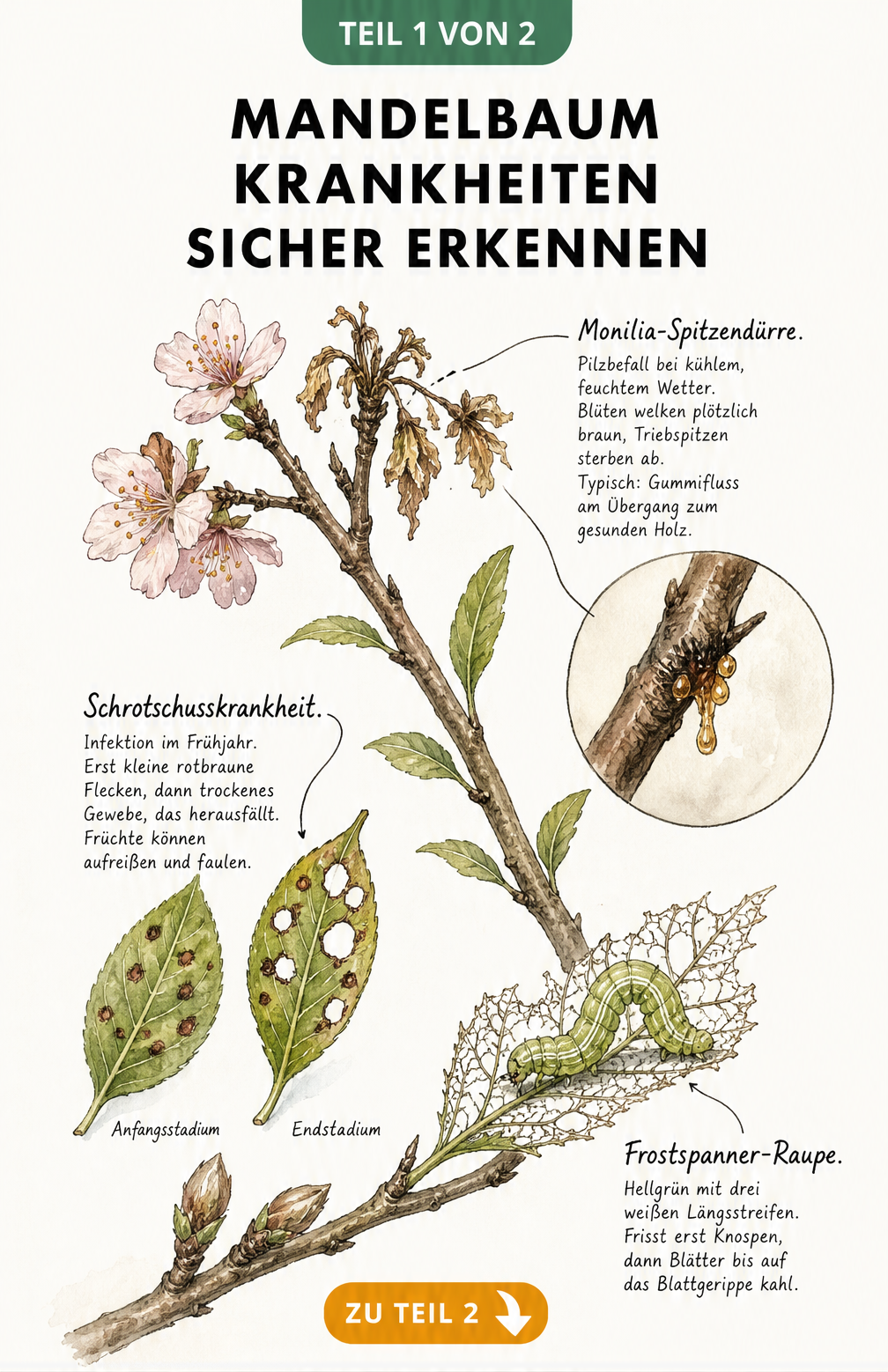 Botanische Illustration eines Mandelbaumzweigs mit Monilia-Spitzendürre, Schrotschusskrankheit und Frostspanner-Raupe