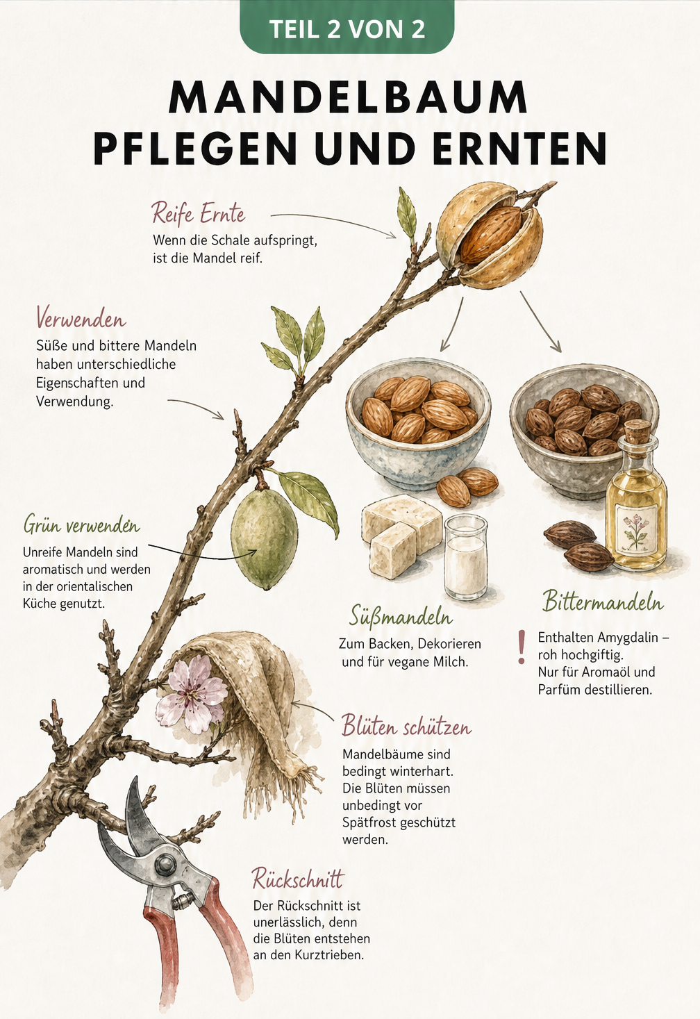 Botanische Illustration eines Mandelastes mit Blüten, unreifen und reifen Früchten sowie Pflegehinweisen