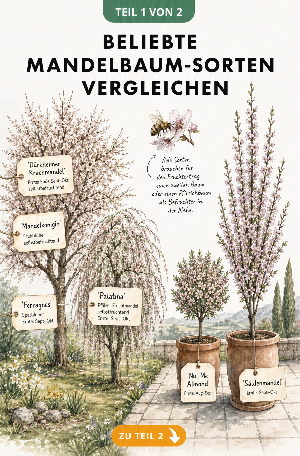 Illustration verschiedener Mandelbaum-Sorten für Garten und Terrasse mit Erntezeiten und Wuchsformen