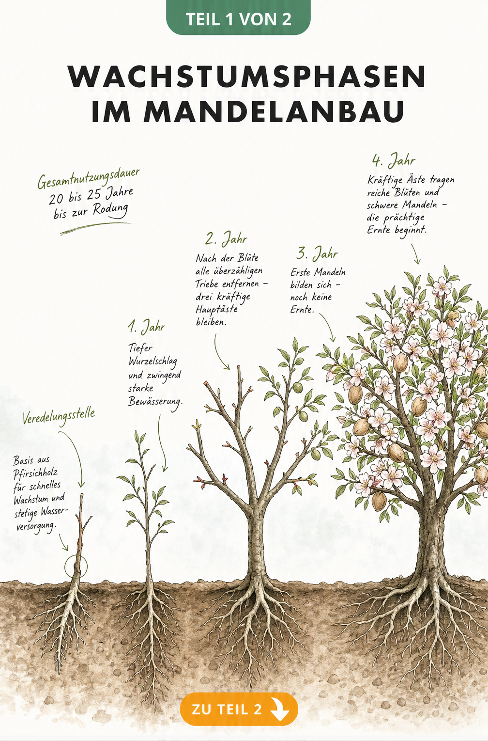 Botanische Illustration eines Mandelbaums in vier Wachstumsphasen von der Veredelung bis zur Ernte