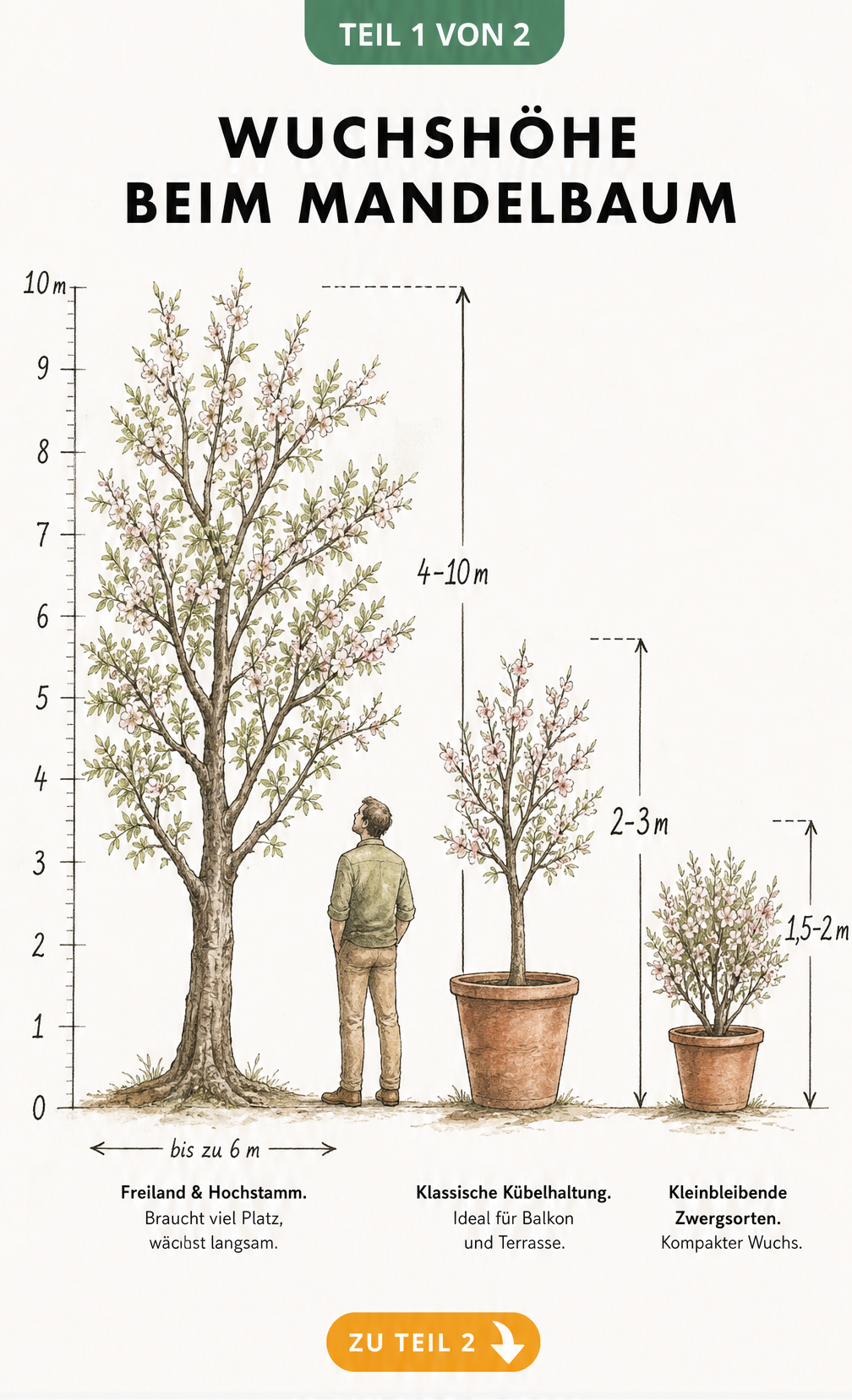 Illustration verschiedener Wuchshöhen eines Mandelbaums im Freiland, als Kübelpflanze und als Zwergsorte im Vergleich zu einer Person.