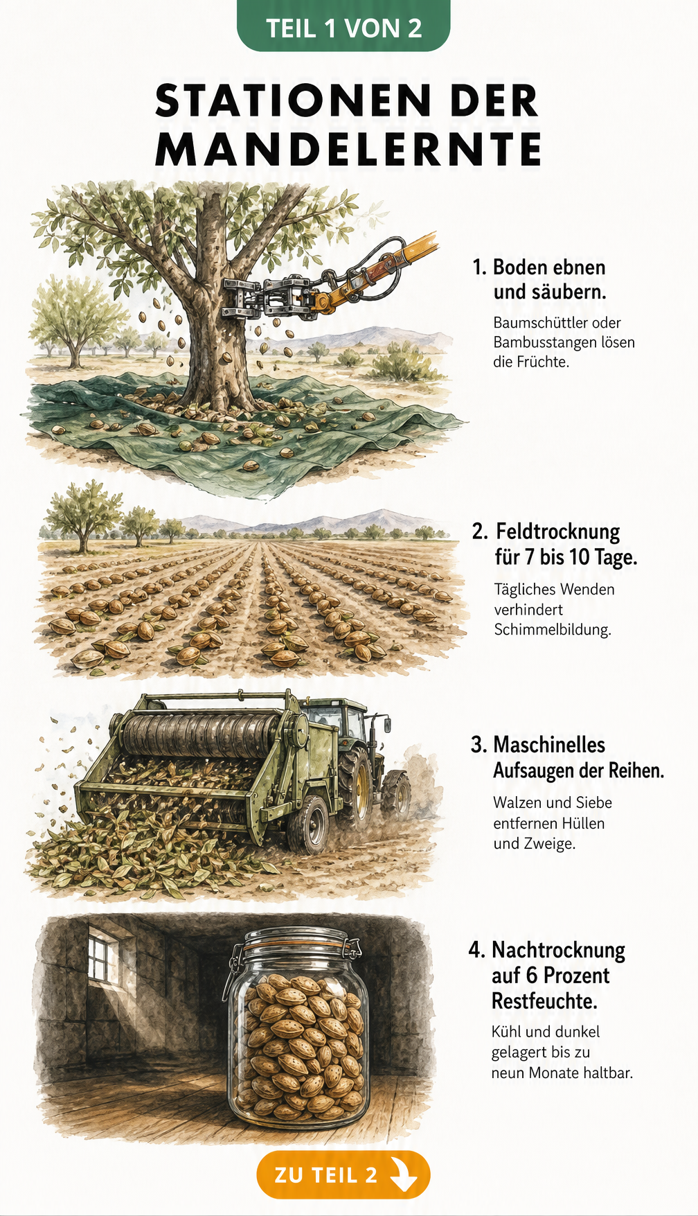 Illustration der Mandelernte: Baumschüttler, Feldtrocknung, maschinelles Aufsaugen und Lagerung im Vorratsglas.