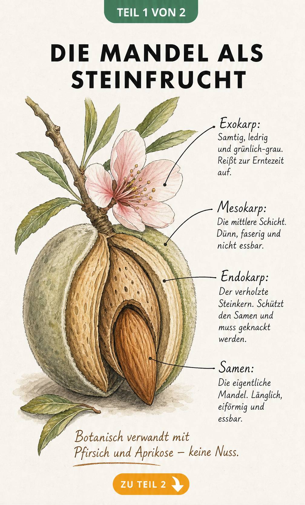Botanische Illustration einer geöffneten Mandelfrucht mit Beschriftung der Schichten Exokarp, Mesokarp, Endokarp und Samen