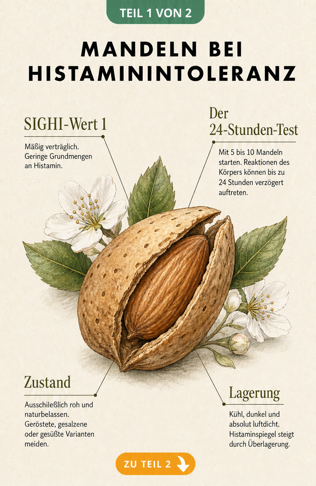 Botanische Illustration einer Mandel mit Informationen zur Verträglichkeit bei Histaminintoleranz, SIGHI-Wert 1, Lagerung und Verzehr