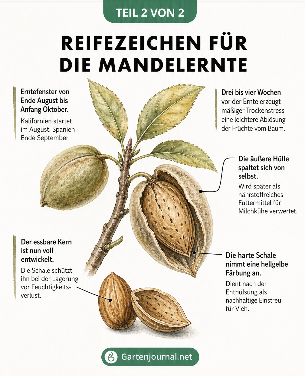 Botanische Zeichnung eines Mandelzweigs mit geschlossener und aufgeplatzter Frucht, die die Reifezeichen zeigt.