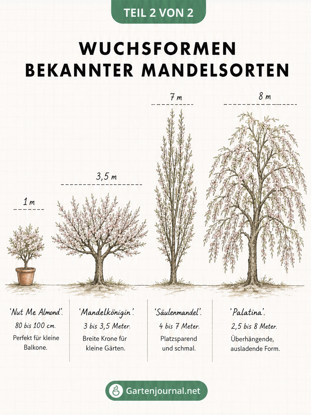 Schnittzeichnung von vier Mandelsorten mit unterschiedlichen Kronenformen und Wuchshöhen für die Gartenplanung.