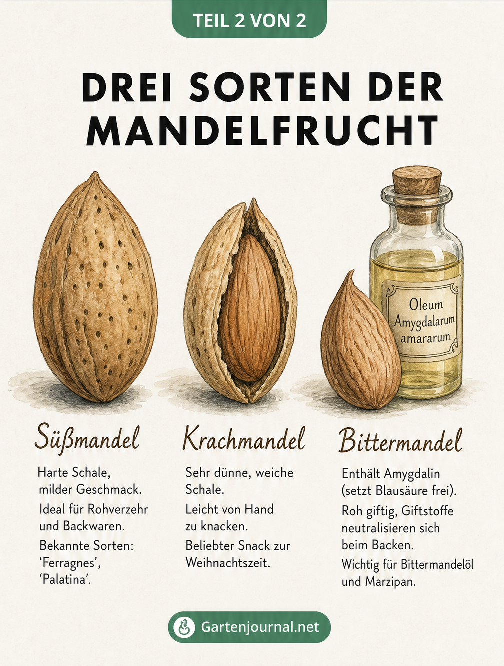 Illustration von drei Mandelsorten: Süßmandel, Krachmandel und Bittermandel mit ihren jeweiligen Merkmalen