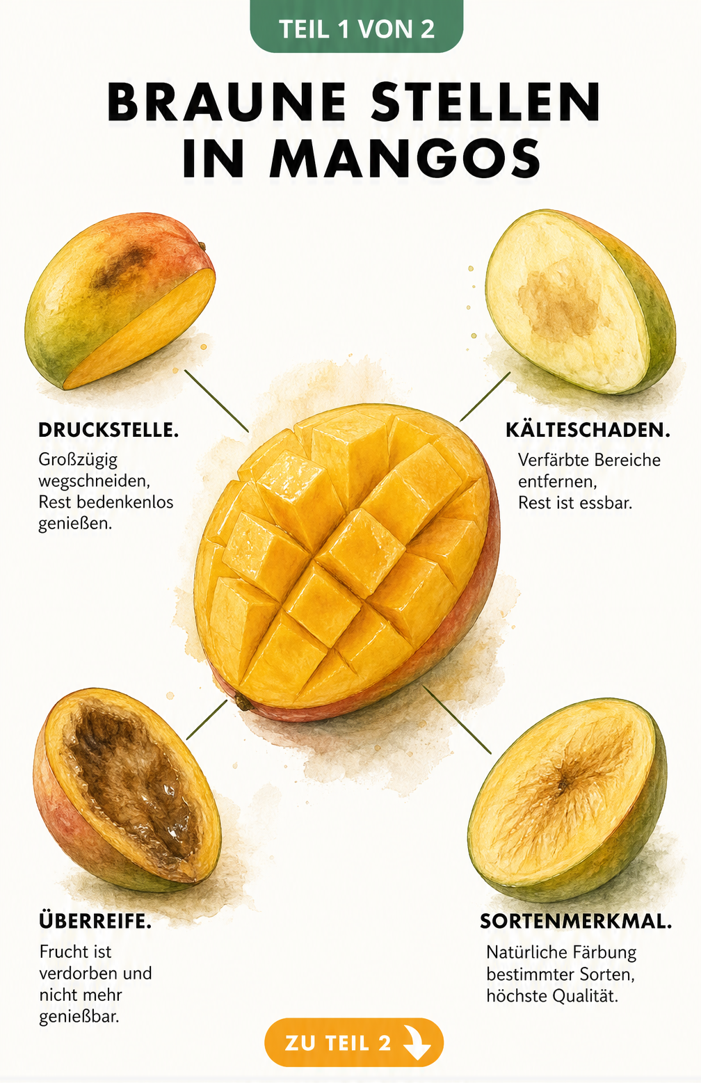 Botanische Illustration einer aufgeschnittenen Mango mit vier Detailansichten zu braunen Stellen wie Druckstelle, Kälteschaden, Überreife und Sortenmerkmal.