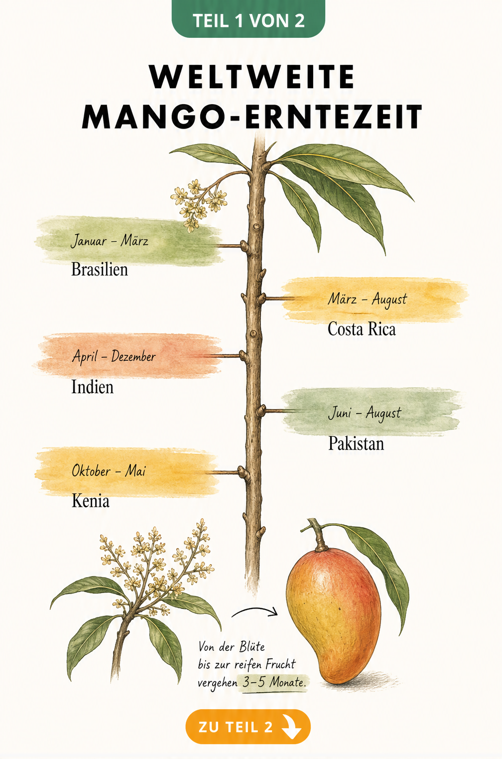 Botanische Illustration eines Mangobaum-Astes als Zeitstrahl, der die weltweiten Erntemonate von Mangos in Ländern wie Brasilien, Costa Rica, Indien, Pakistan...