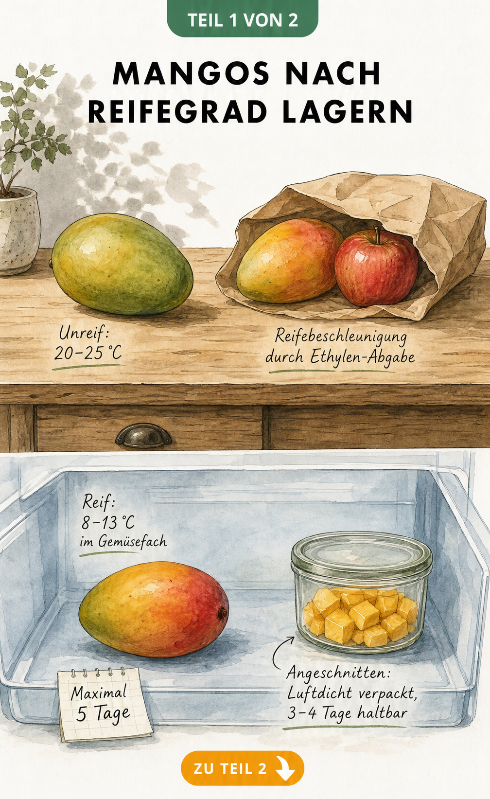 Illustration einer Küchenszene, die die Lagerung von Mangos nach Reifegrad zeigt: unreife Mangos bei Zimmertemperatur und reife Mangos im Kühlschrank.
