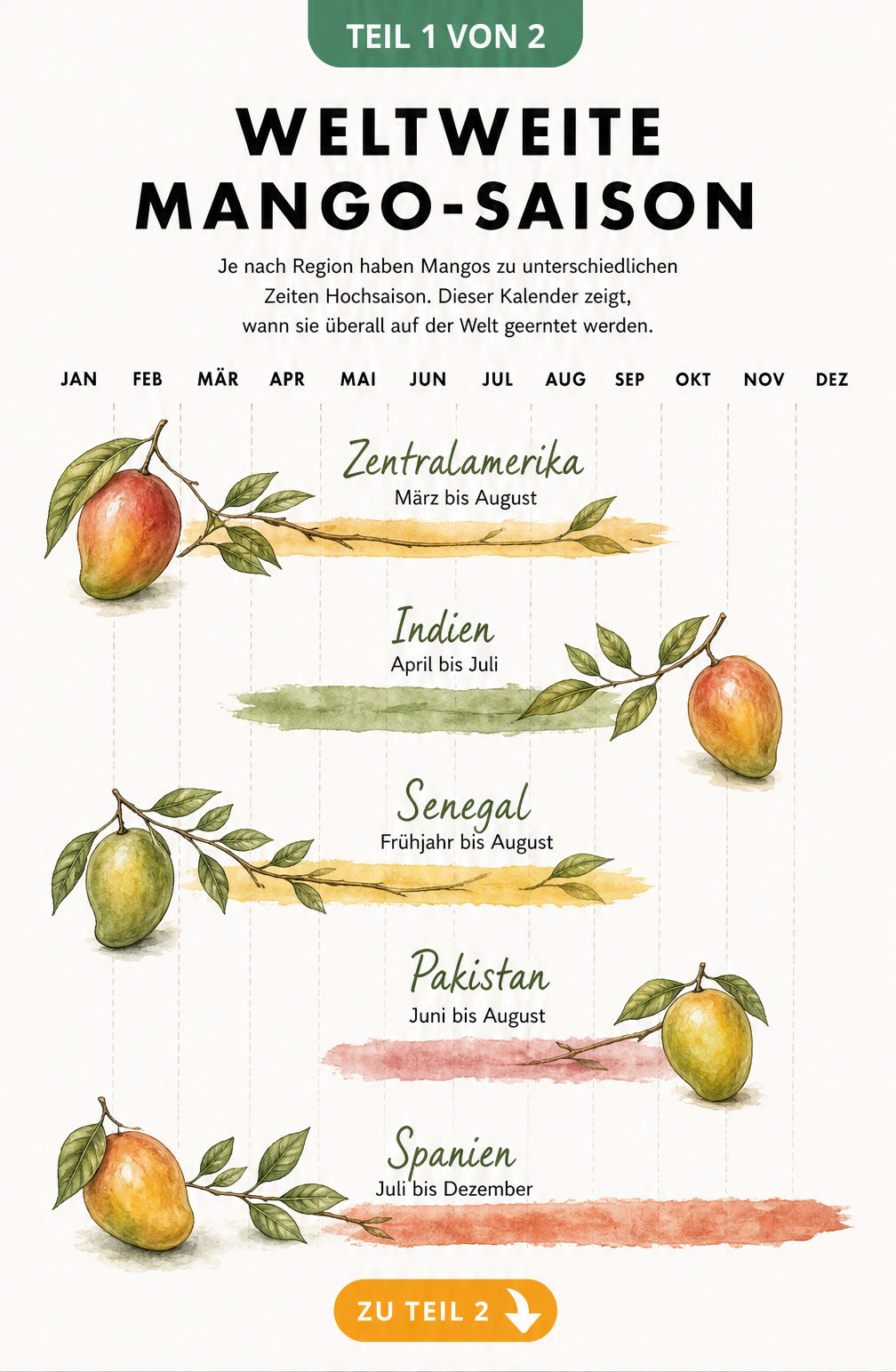 Botanischer Jahreskalender mit Aquarell-Elementen, der die weltweite Mango-Saison nach Regionen wie Indien, Spanien und Zentralamerika zeigt