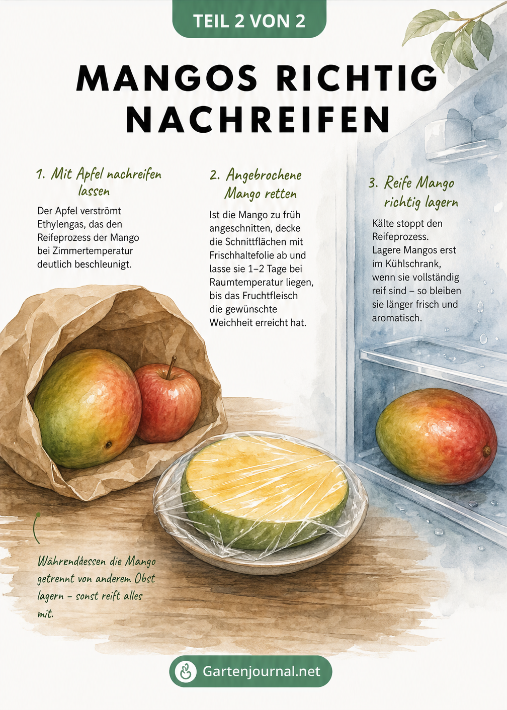 Illustration zum Nachreifen von Mangos in einer Papiertüte mit Apfel, abgedeckt mit Folie und im Kühlschrank