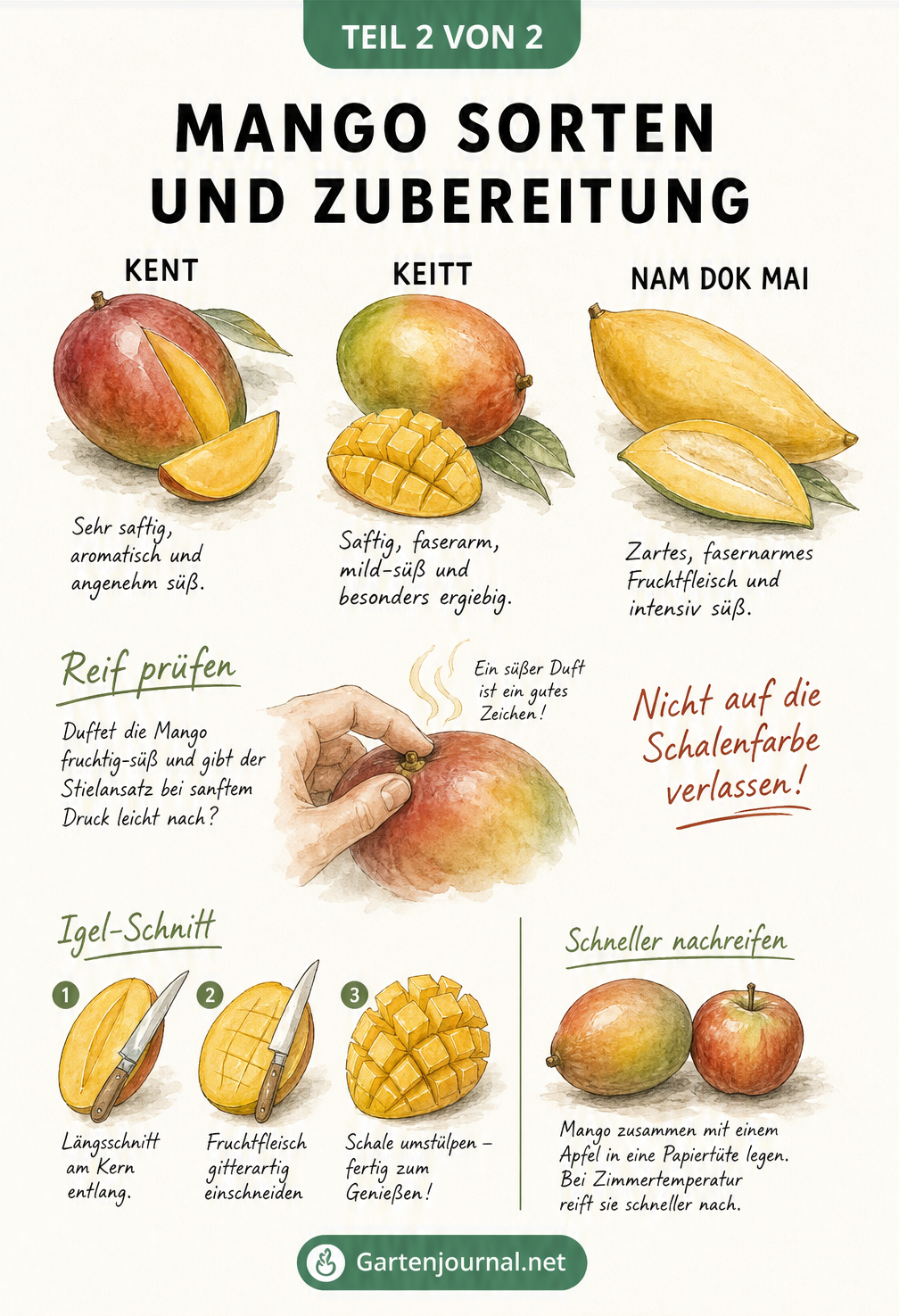 Illustration von Mango-Sorten wie Kent, Keitt und Nam Dok Mai, Reifeprüfung und Igel-Schnitt