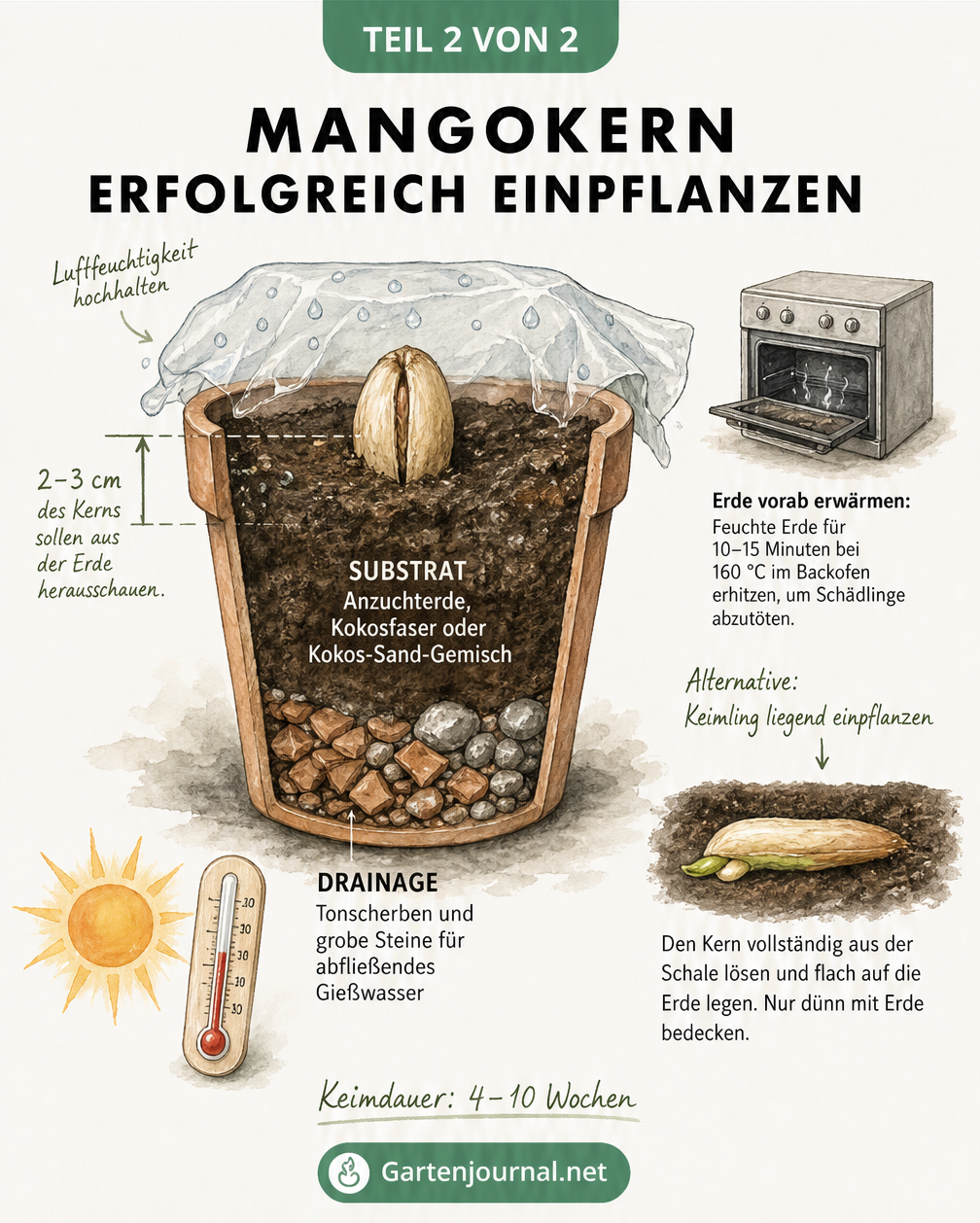 Schnittzeichnung eines bepflanzten Blumentopfs mit Mangokern, Drainage, Anzuchterde und Folienabdeckung bei 25 bis 30 Grad.