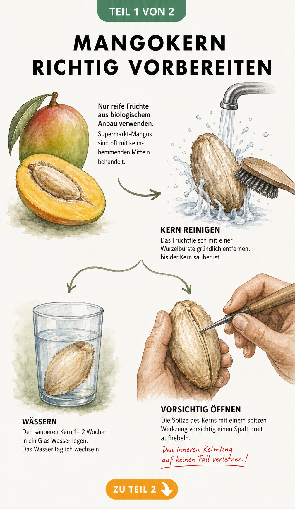 Illustration zur Vorbereitung eines Mangokerns: Reinigung mit Wurzelbürste, Wässern im Glas und vorsichtiges Öffnen der Schale.