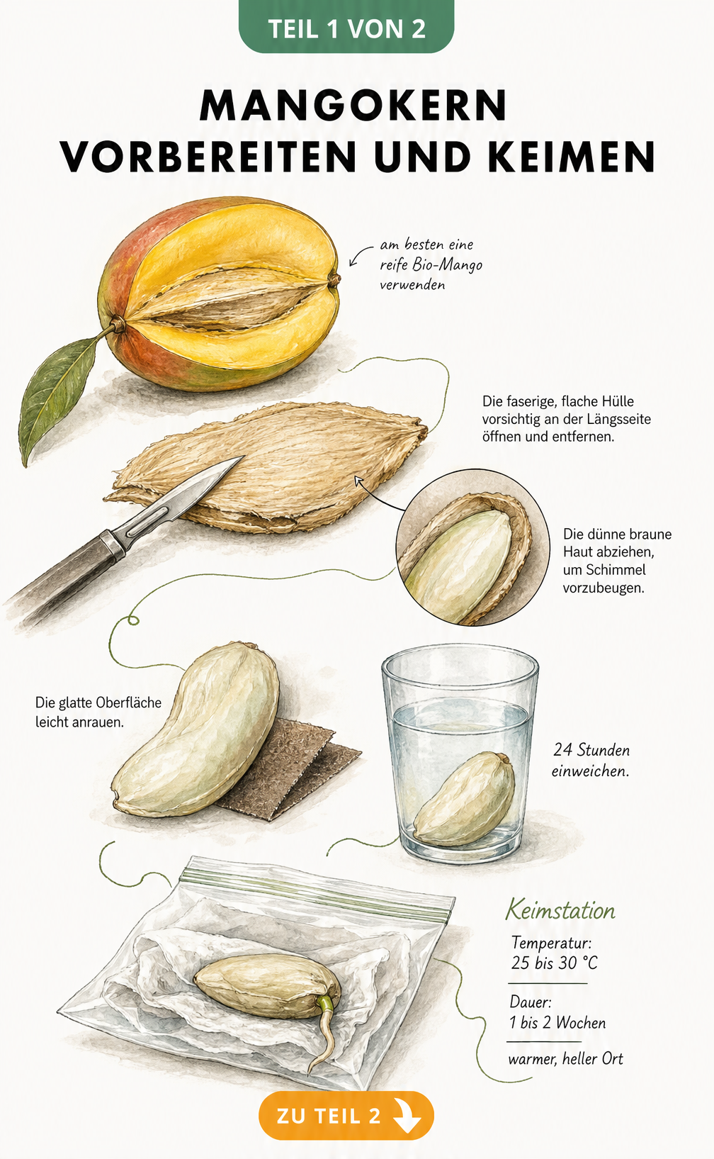 Illustration eines aufgeschnittenen Mangokerns, der aus der harten Hülle befreit und in einem feuchten Tuch im Druckverschlussbeutel gekeimt wird.