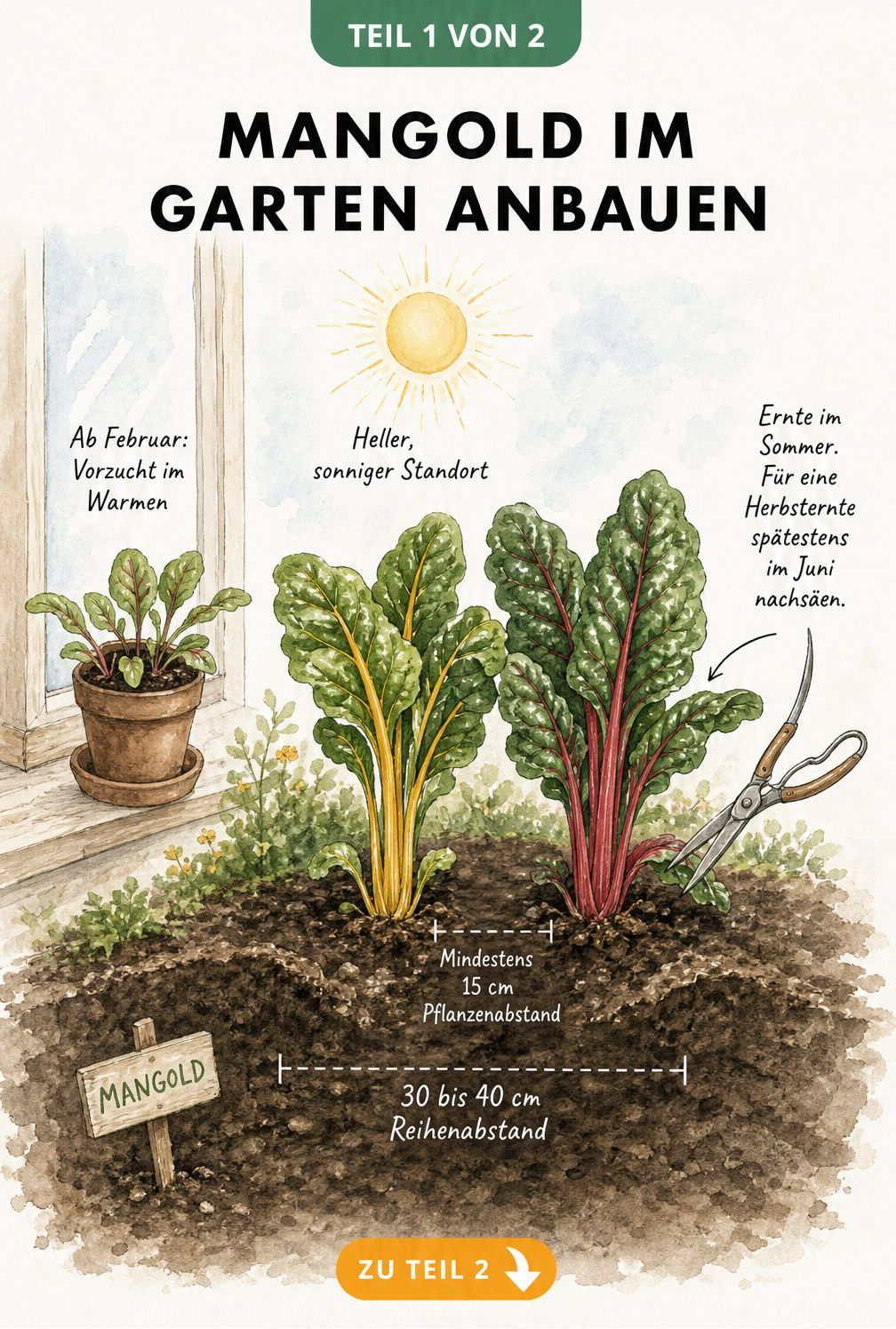 Illustration eines Gartenbeets mit Mangoldpflanzen, Anzuchttopf und Maßlinien für Pflanzabstände