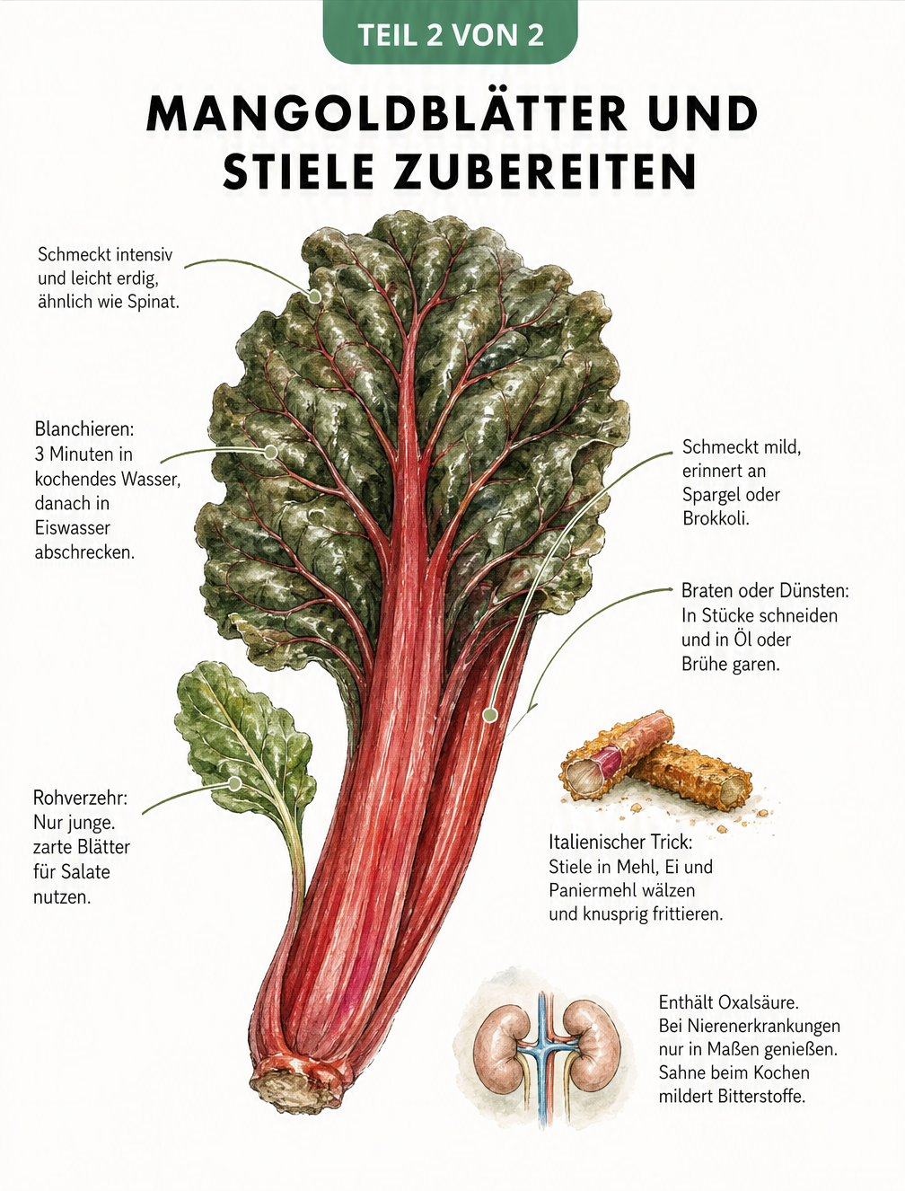 Illustration einer Mangoldpflanze mit Zubereitungstipps für Blätter und Stiele