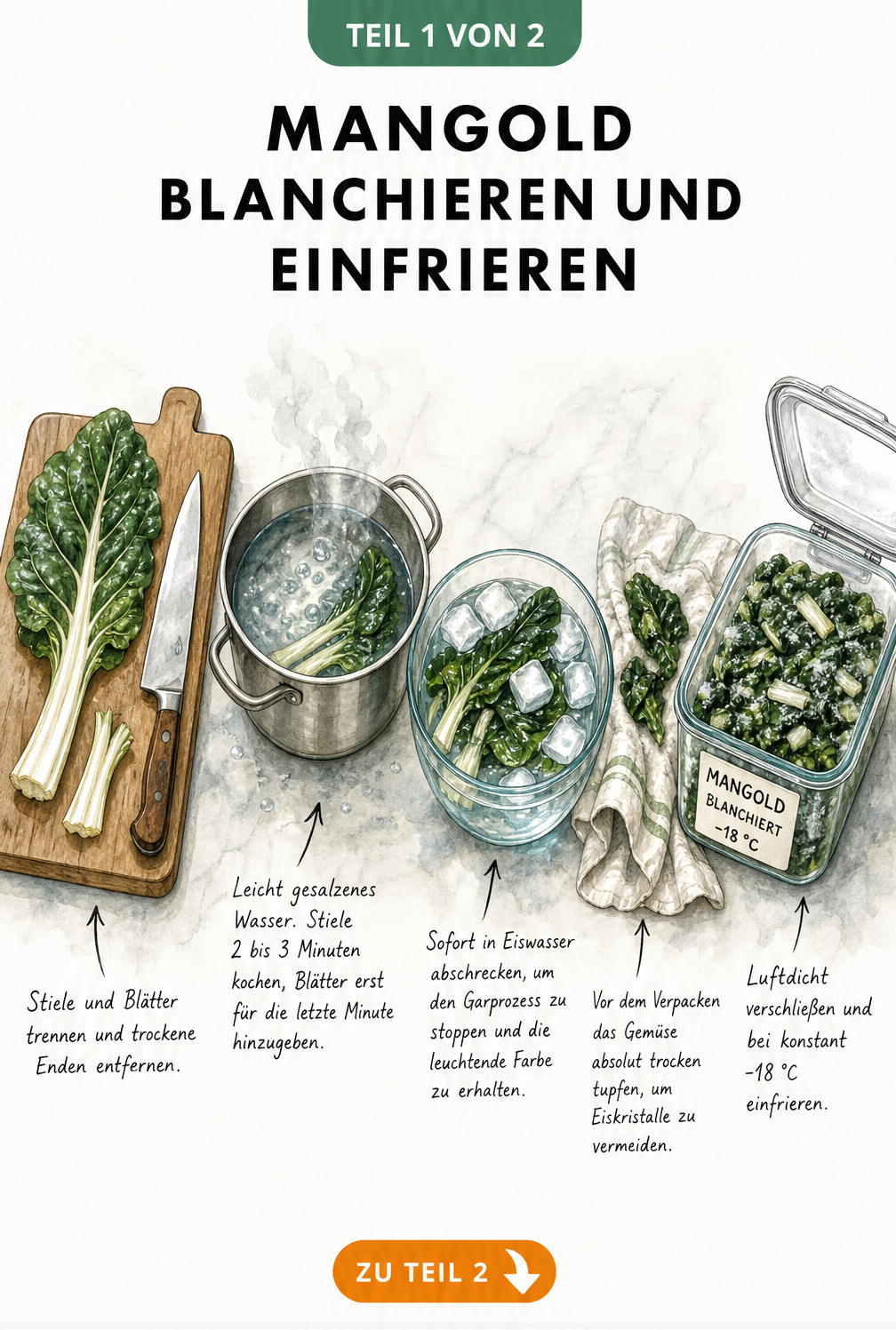 Aquarell-Illustration: Mangoldblätter und -stiele trennen, in Salzwasser blanchieren und in Eiswasser abschrecken vor dem Einfrieren