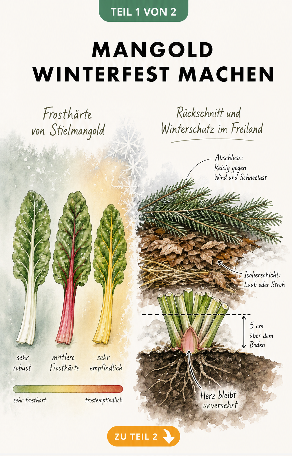 Illustration zur Frosthärte von Mangold und Querschnitt eines Beets mit Rückschnitt und Winterschutz