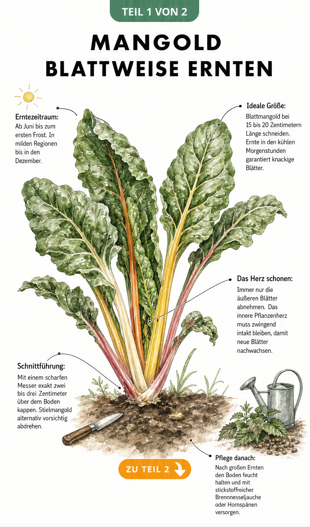 Botanische Illustration einer Mangoldpflanze mit Hinweisen zu Erntezeitraum, Blattgröße, Schnittführung und Pflege.