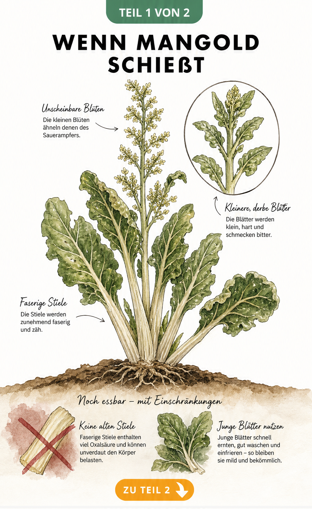 Botanische Illustration einer schießenden Mangoldpflanze mit Blütenbildung, kleinen harten Blättern und faserigen Stielen