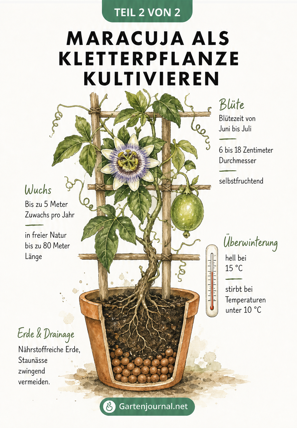 Illustration einer Maracujapflanze im Topf mit Spalier, Blättern und Blüte