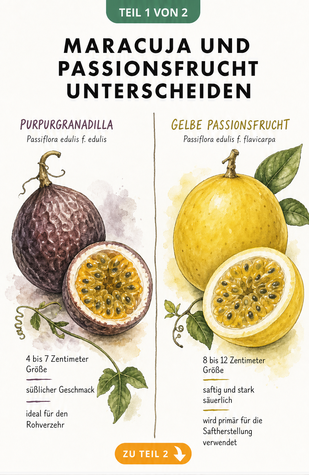 Botanische Illustration der Purpurgranadilla und Gelben Passionsfrucht im Vergleich