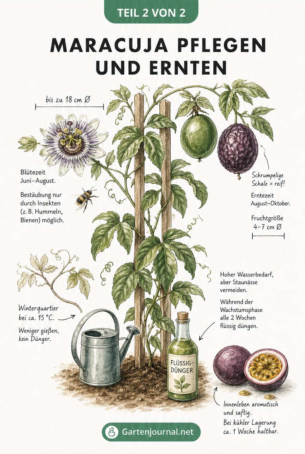 Illustration einer Maracujapflanze am Spalier mit Pflegehinweisen zu Gießen, Düngen, Blüte und Ernte