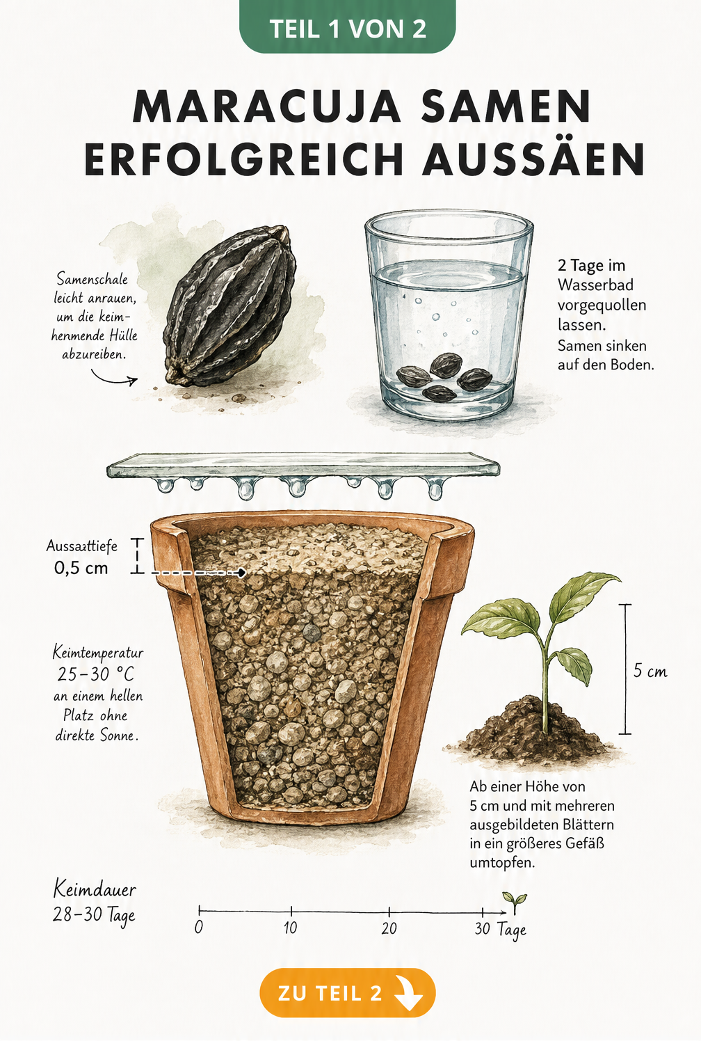 Botanische Illustration zur Aussaat von Maracuja-Samen mit Wassertest, Anzuchttopf und Sämling