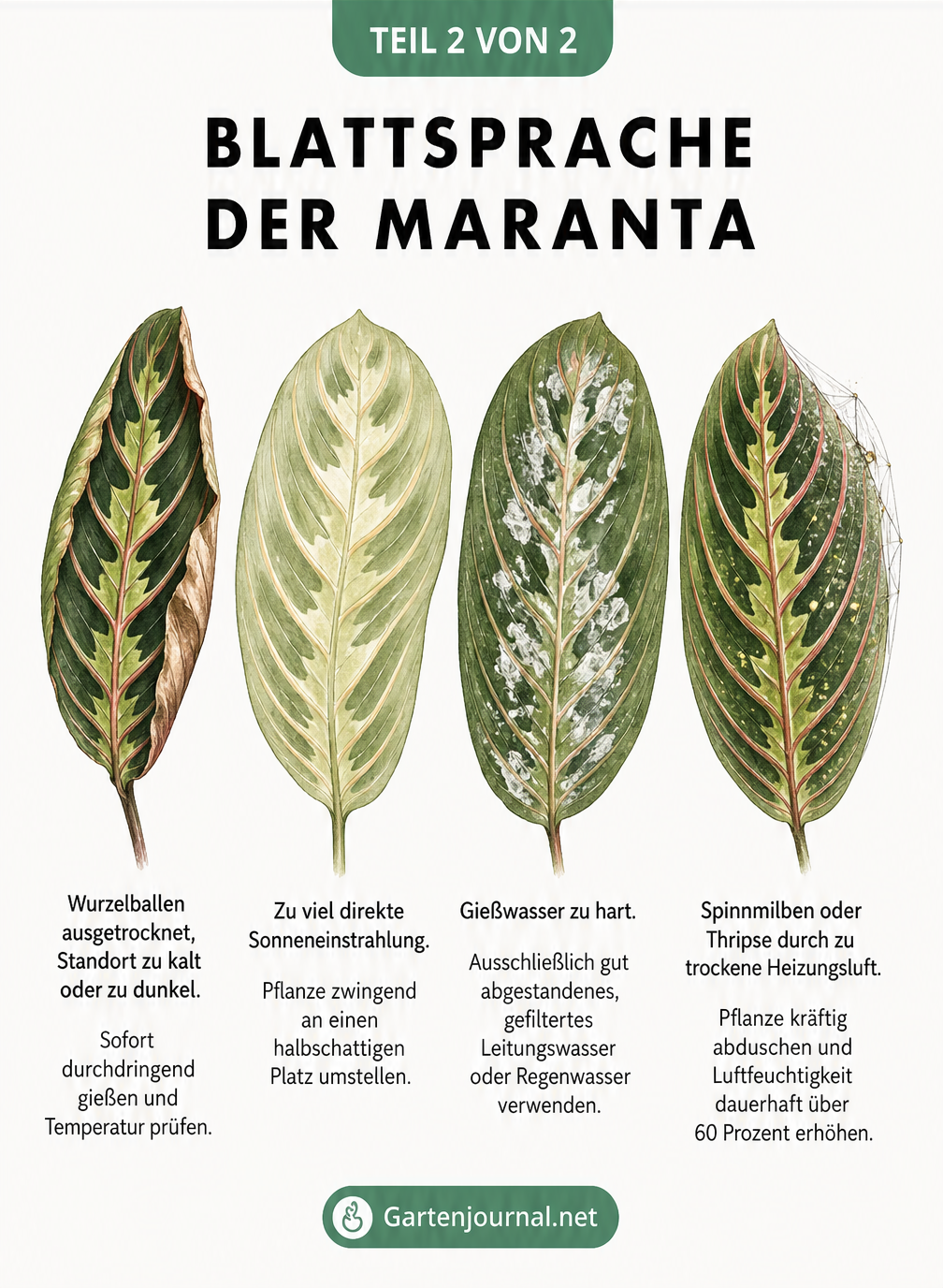 Illustration von vier Maranta-Blättern mit typischen Schadbildern wie eingerollten Rändern, blassen Farben, Kalkflecken und Spinnmilben