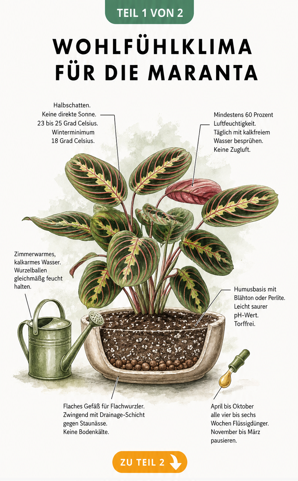 Botanische Illustration einer Maranta im Topf mit Hinweisen zu Standort, Temperatur, Luftfeuchtigkeit und Substrat