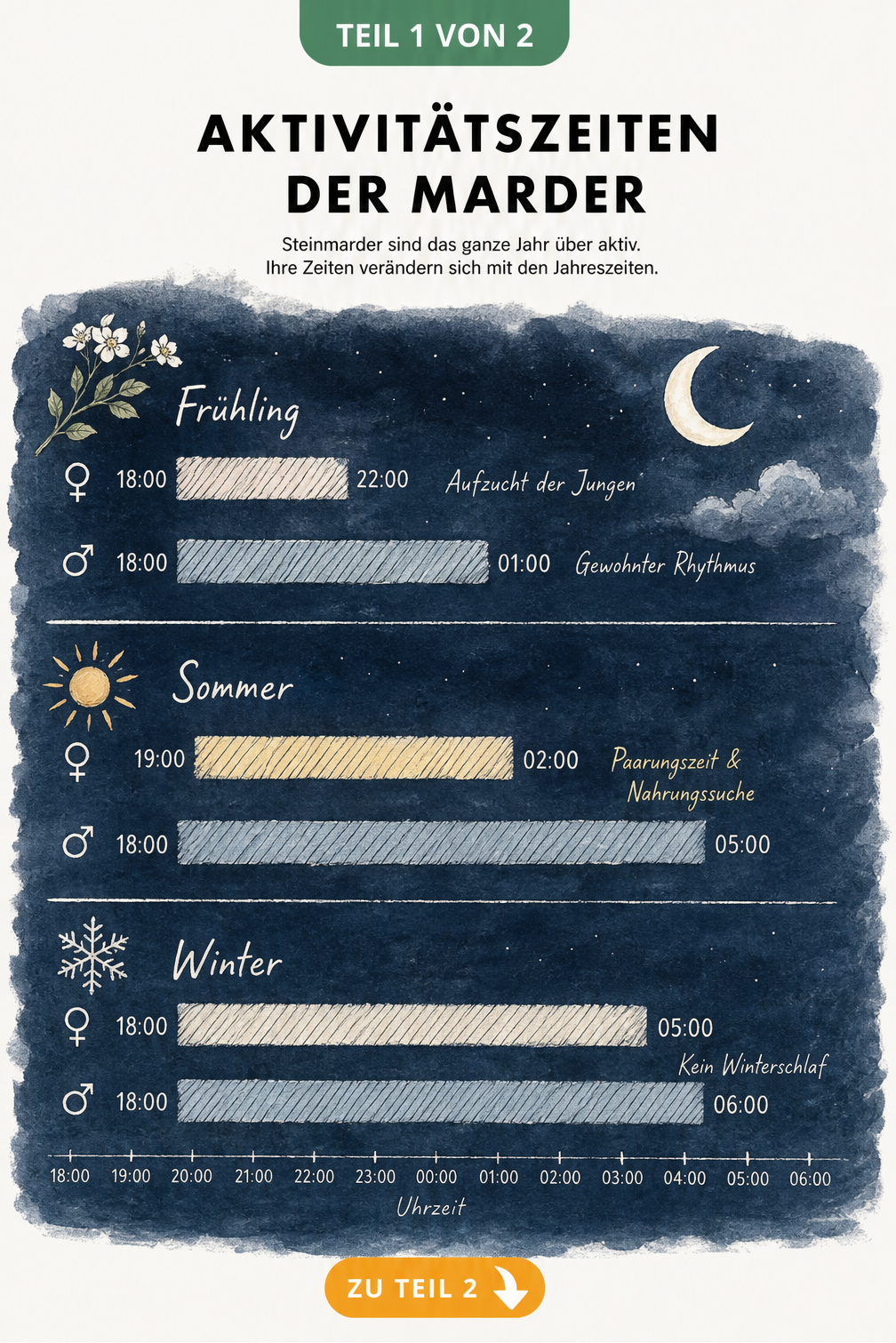 Diagramm der Aktivitätszeiten von Mardern nach Jahreszeiten und Geschlecht