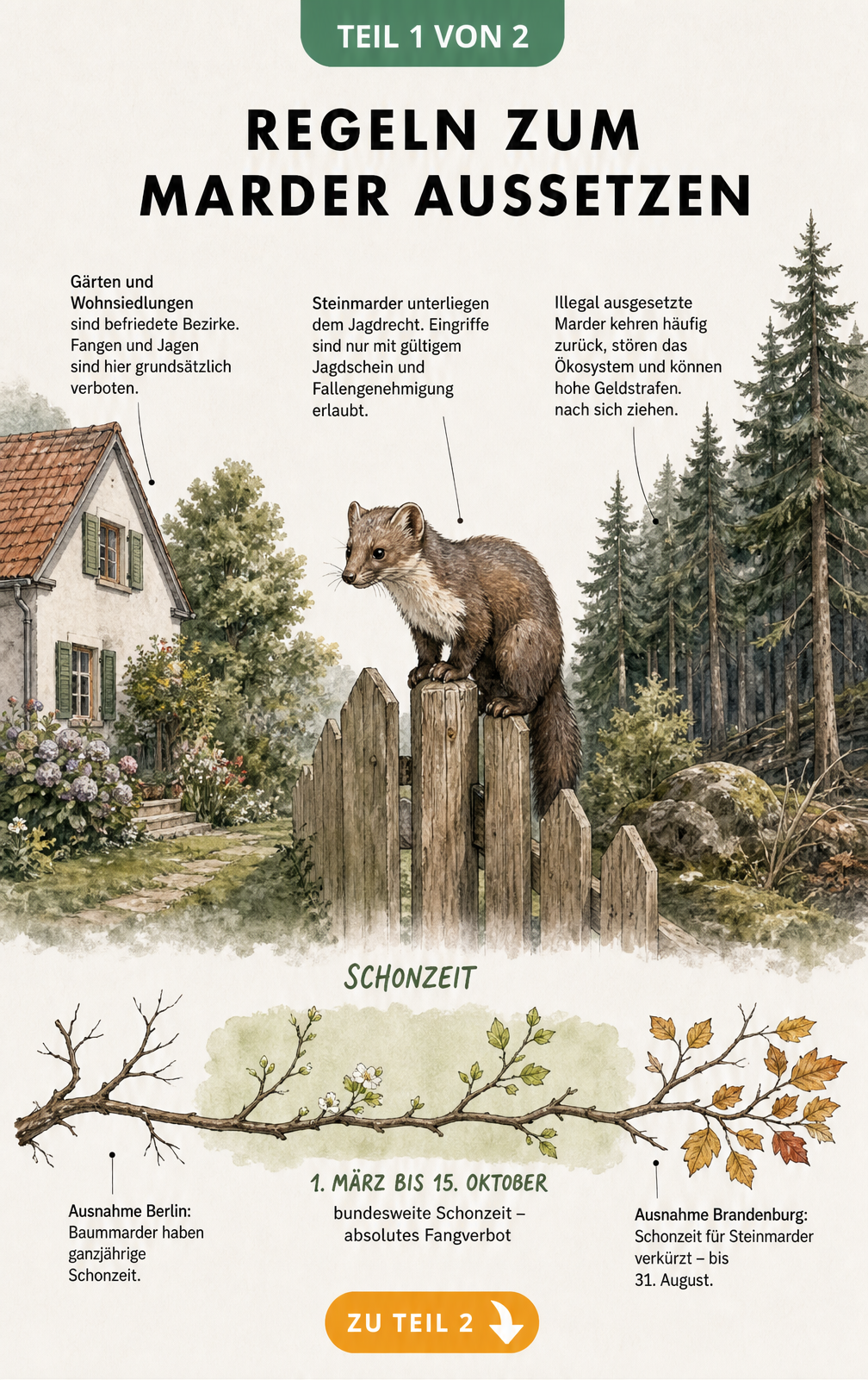 Illustration eines Steinmarders auf einem Zaun zwischen Wohnhaus und Wald mit Zeitstrahl zur Schonzeit