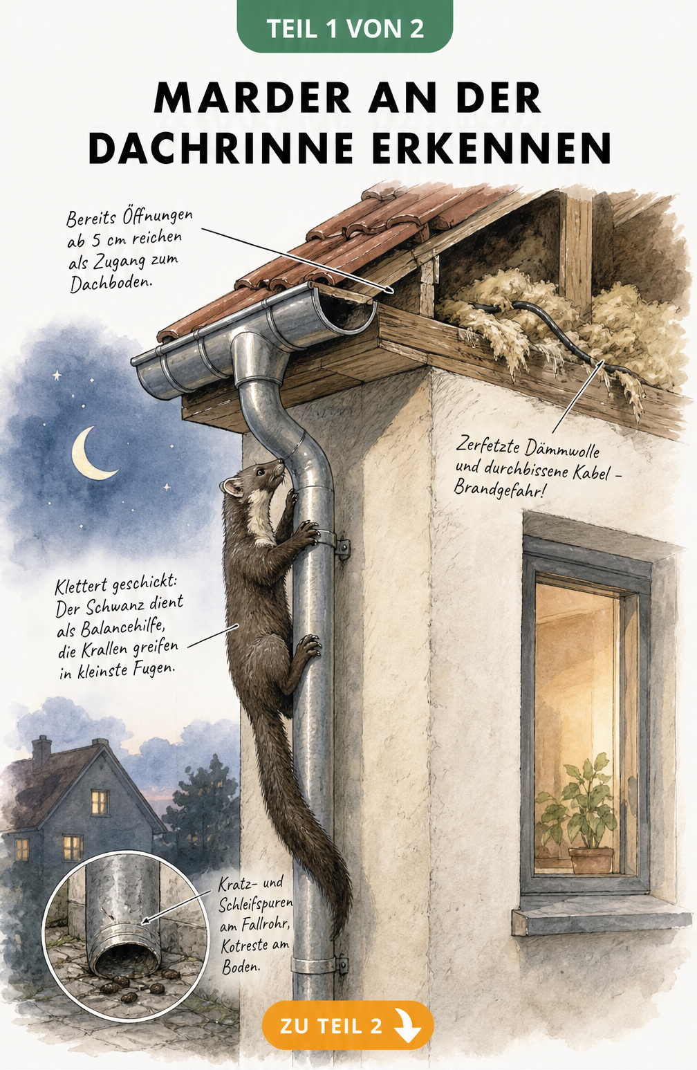 Schnittansicht einer Hausfassade mit Marder am Fallrohr, Kratzspuren und beschädigter Dachisolierung