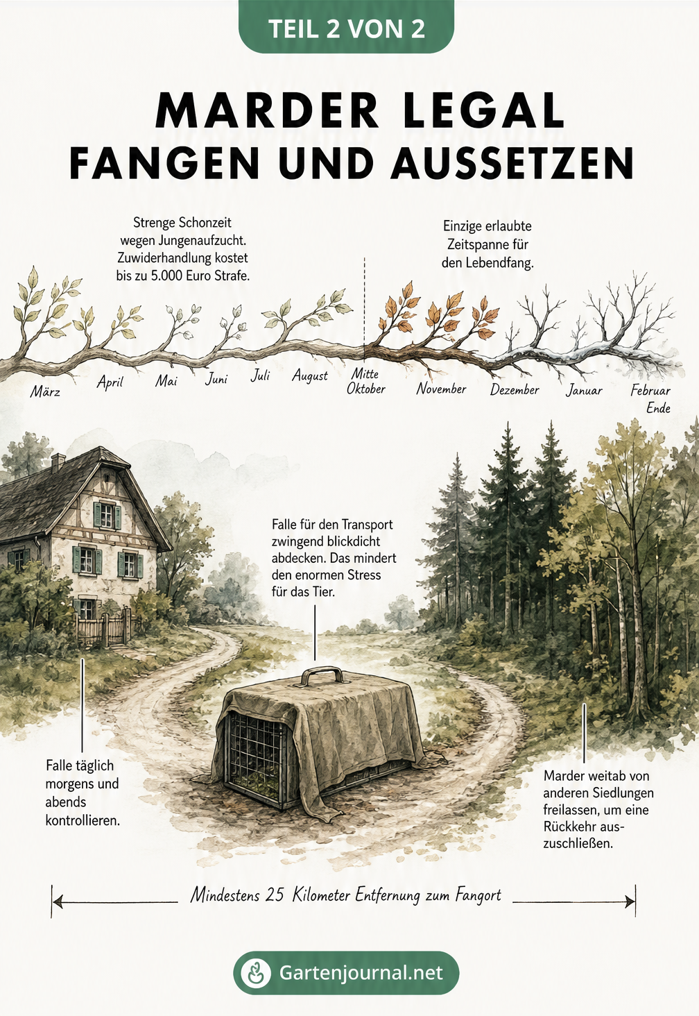 Illustration zum legalen Fangen und Aussetzen von Mardern mit Zeitstrahl und Entfernungsangabe