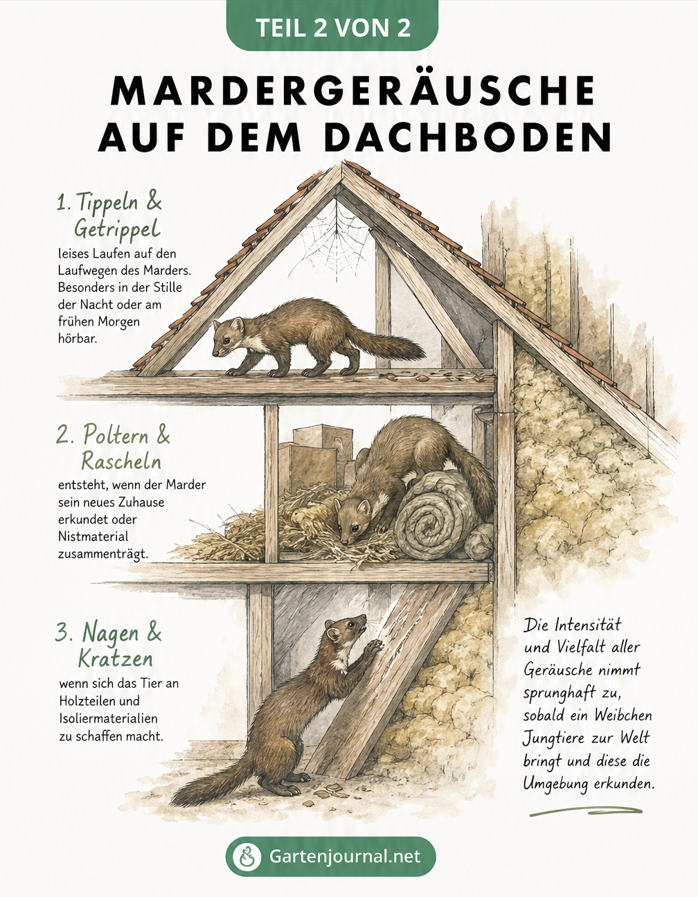 Querschnitt eines Dachstuhls mit eingezeichneten Marder-Aktivitätszonen und den typischen Geräuschen wie Tippeln, Poltern und Kratzen