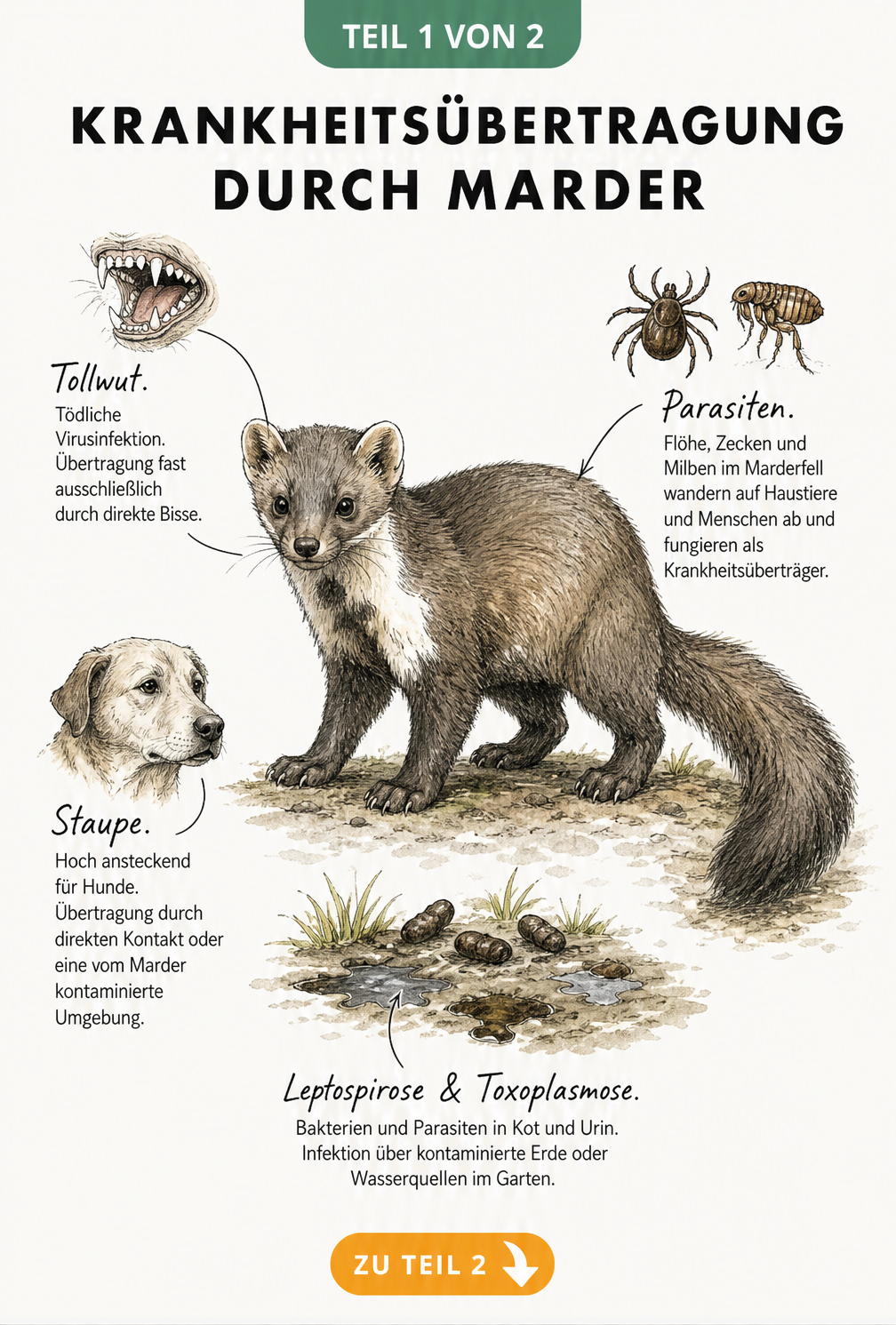 Illustration eines Marders mit Hinweisen zu Krankheiten wie Tollwut, Parasiten, Leptospirose und Staupe