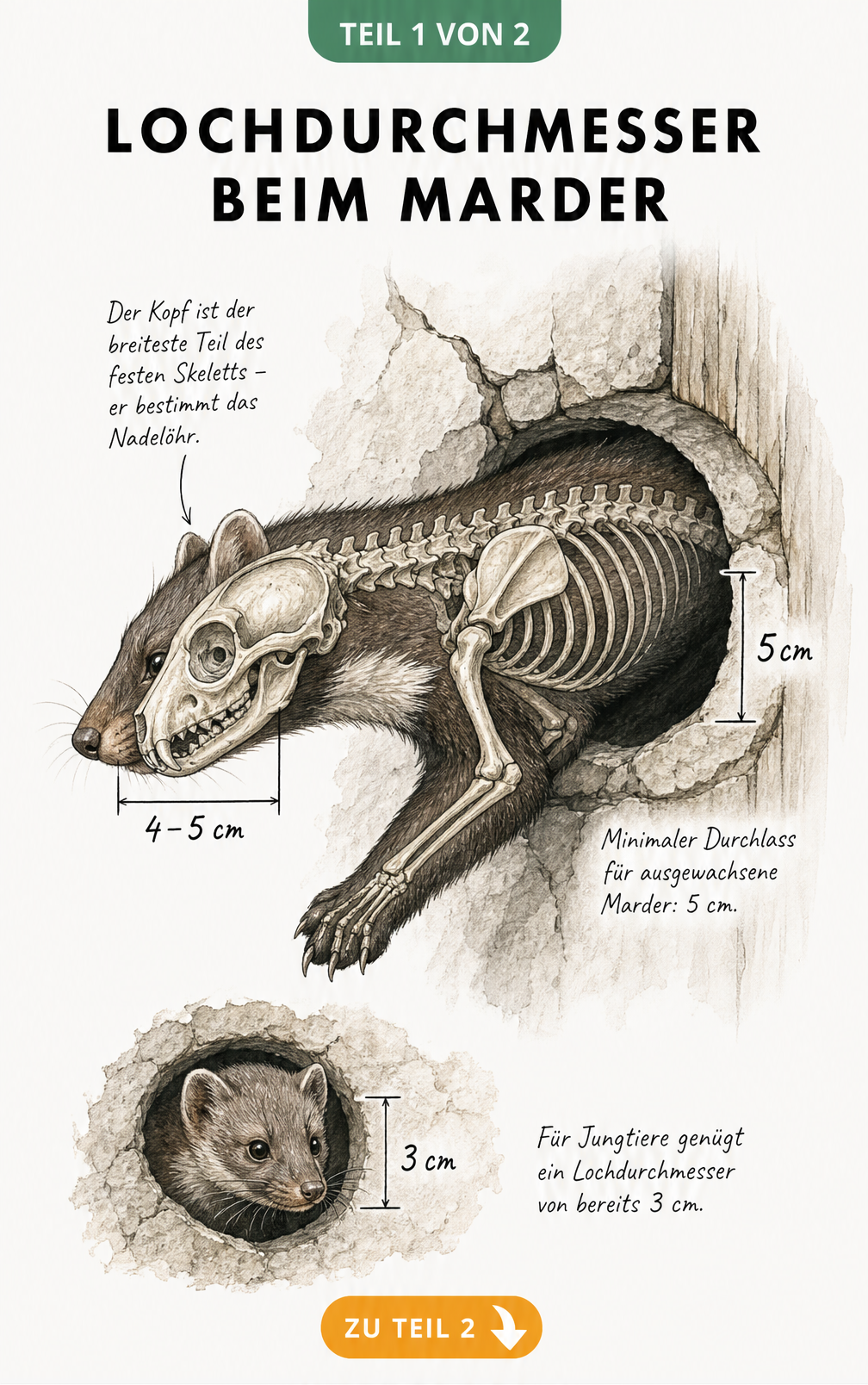 Illustration eines Steinmarders, der sich durch ein 5 cm großes Loch zwängt, mit Fokus auf den Schädel als breitesten Körperteil.