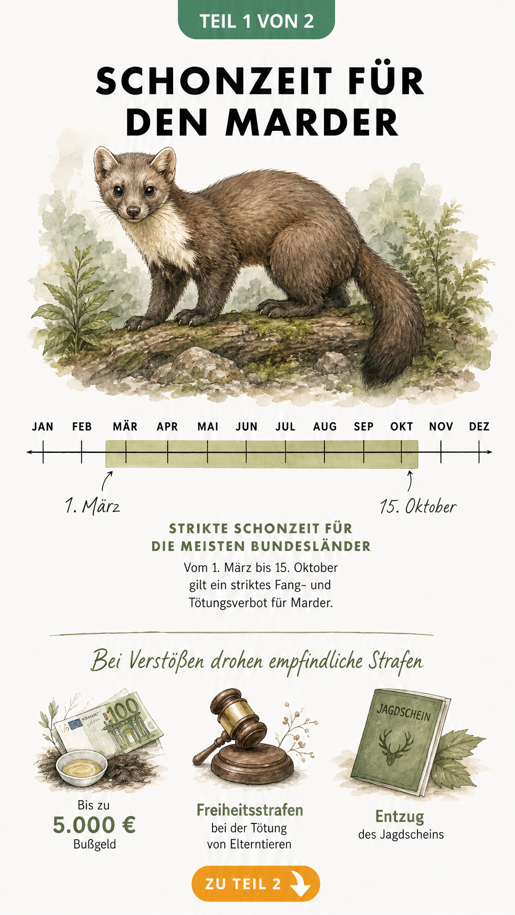 Illustration eines Steinmarders mit einer Zeitachse, die die Schonzeit vom 1. März bis 15. Oktober sowie rechtliche Konsequenzen bei Verstößen zeigt.