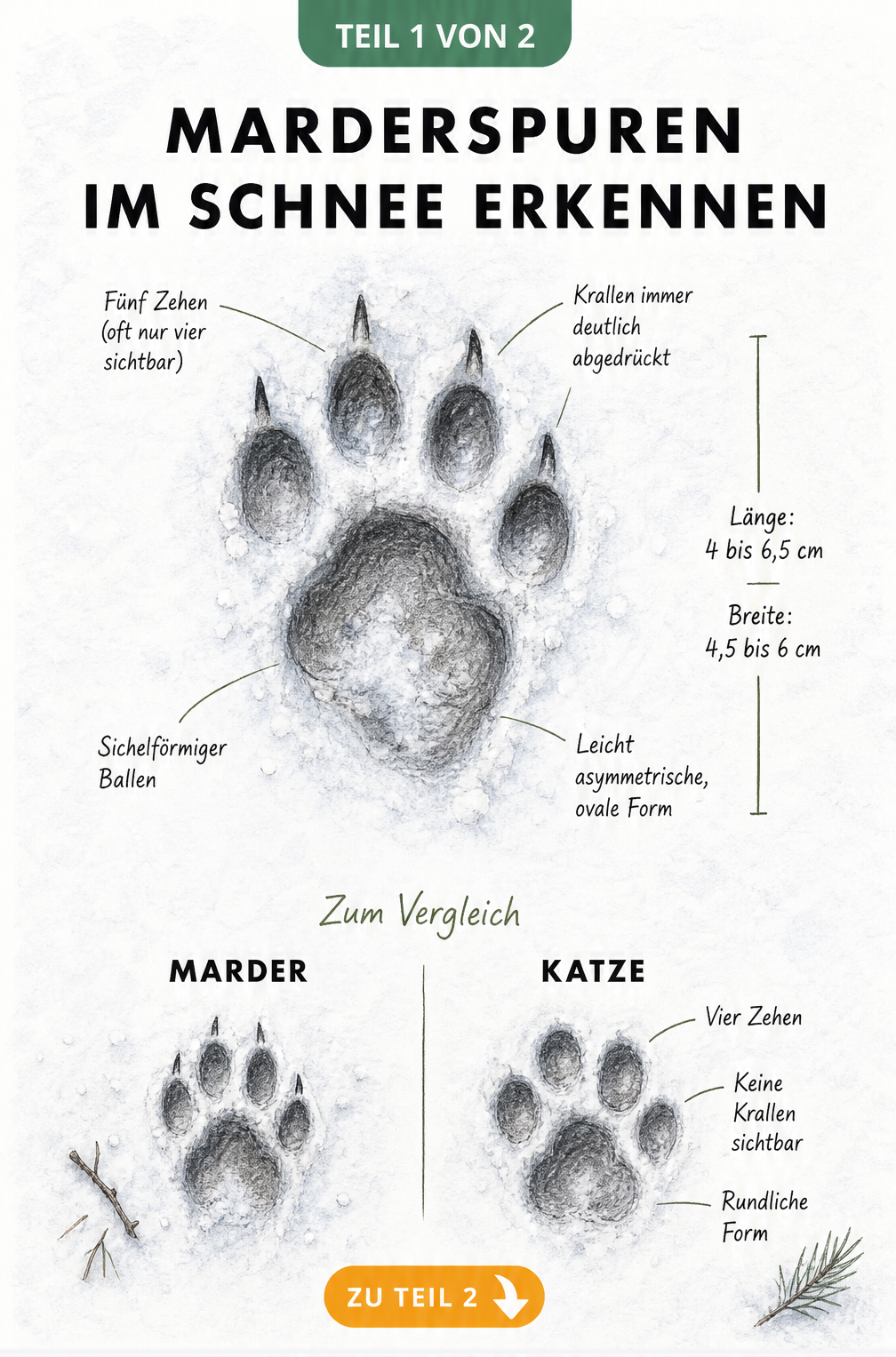 Illustration eines Marder-Trittsiegels im Schnee mit anatomischen Merkmalen und Vergleich zum Katzenabdruck