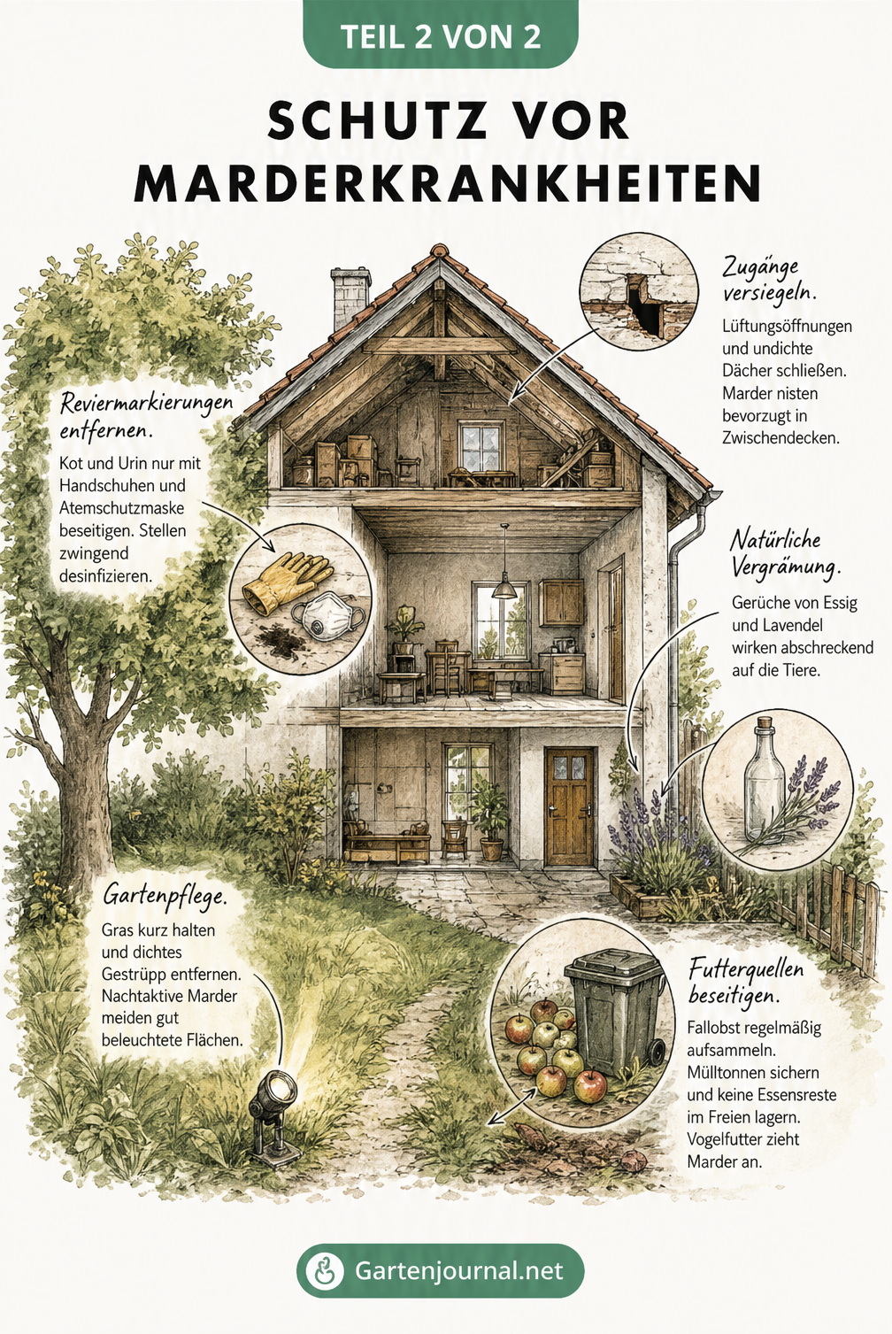 Querschnitt eines Hauses mit Garten und Tipps zum Schutz vor Marderkrankheiten wie Zugänge versiegeln und Futterquellen beseitigen