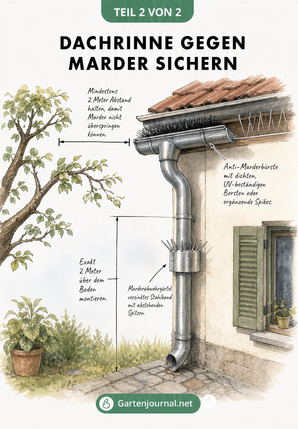 Illustration einer Hauswand mit Marderabwehrgürtel am Fallrohr und Anti-Marderbürste in der Dachrinne