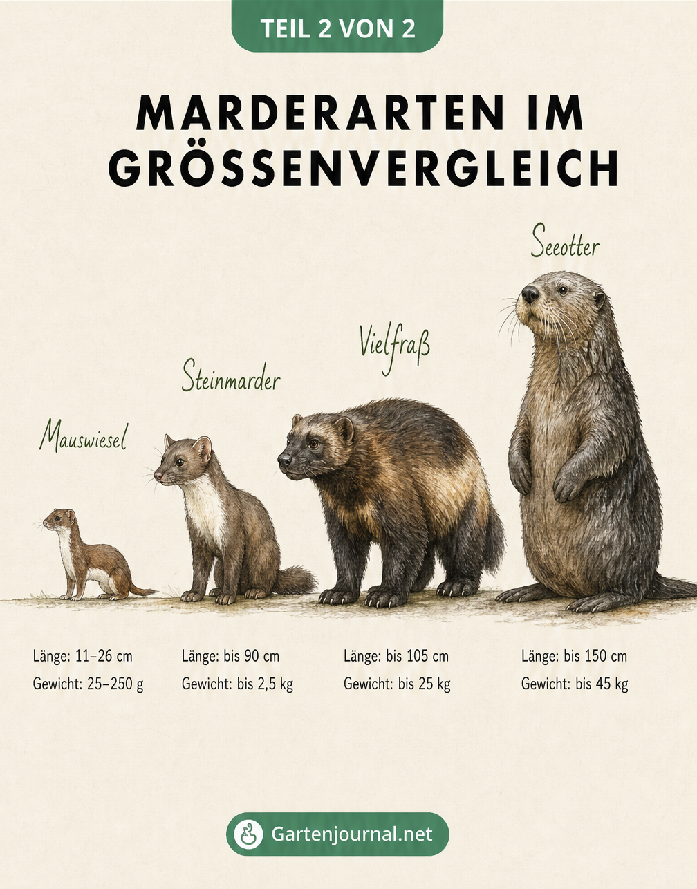 Größenvergleich von Mauswiesel, Steinmarder, Vielfraß und Seeotter auf einer Linie