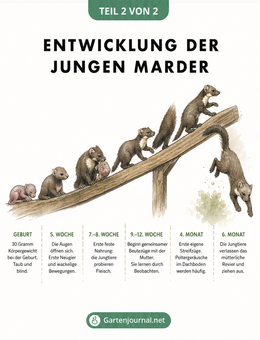 Illustration der Entwicklung von Marderjungen von der Geburt bis zum sechsten Monat