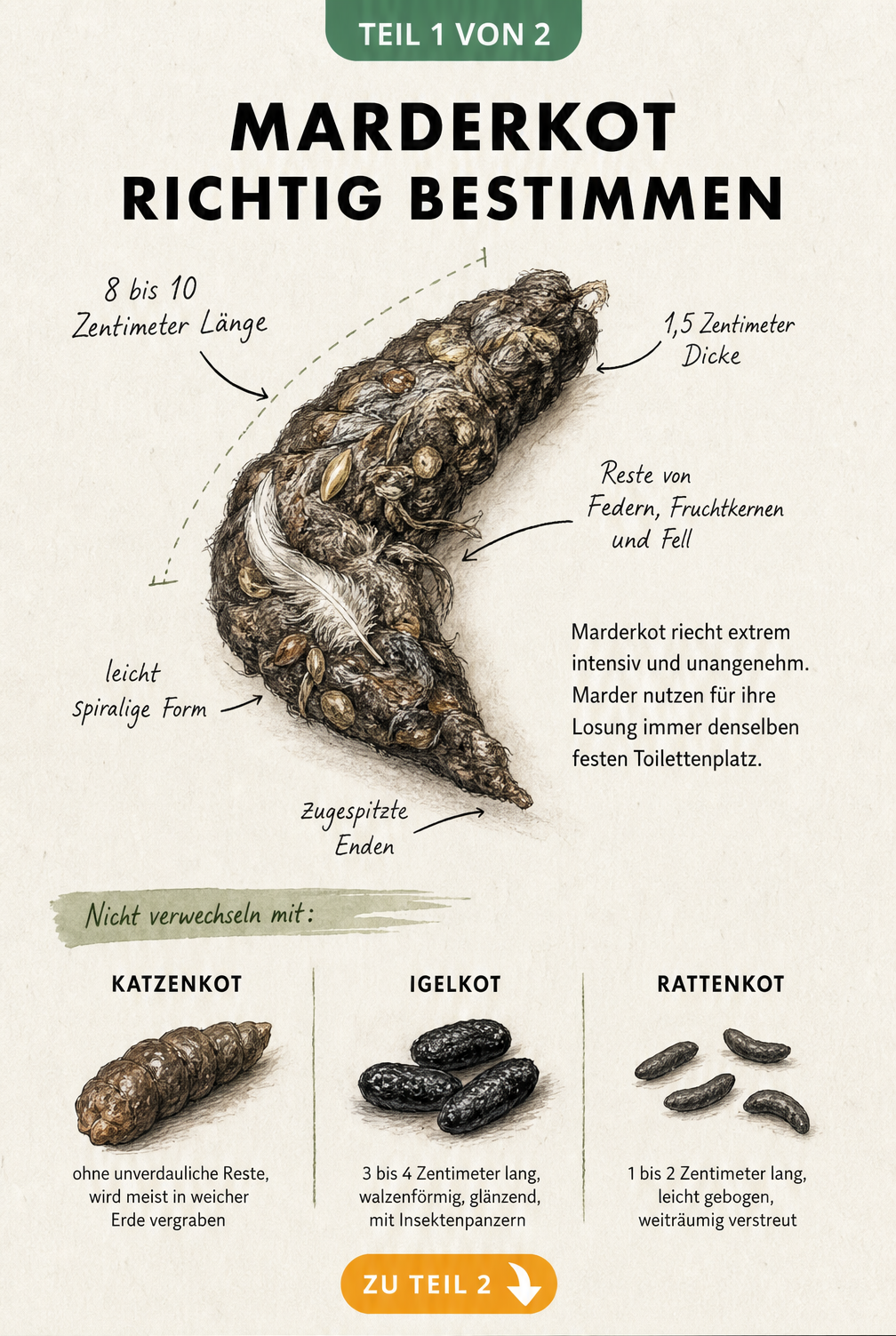 Illustration von Marderkot mit Merkmalen wie Länge, Form und unverdaulichen Resten im Vergleich zu Katzenkot, Igelkot und Rattenkot