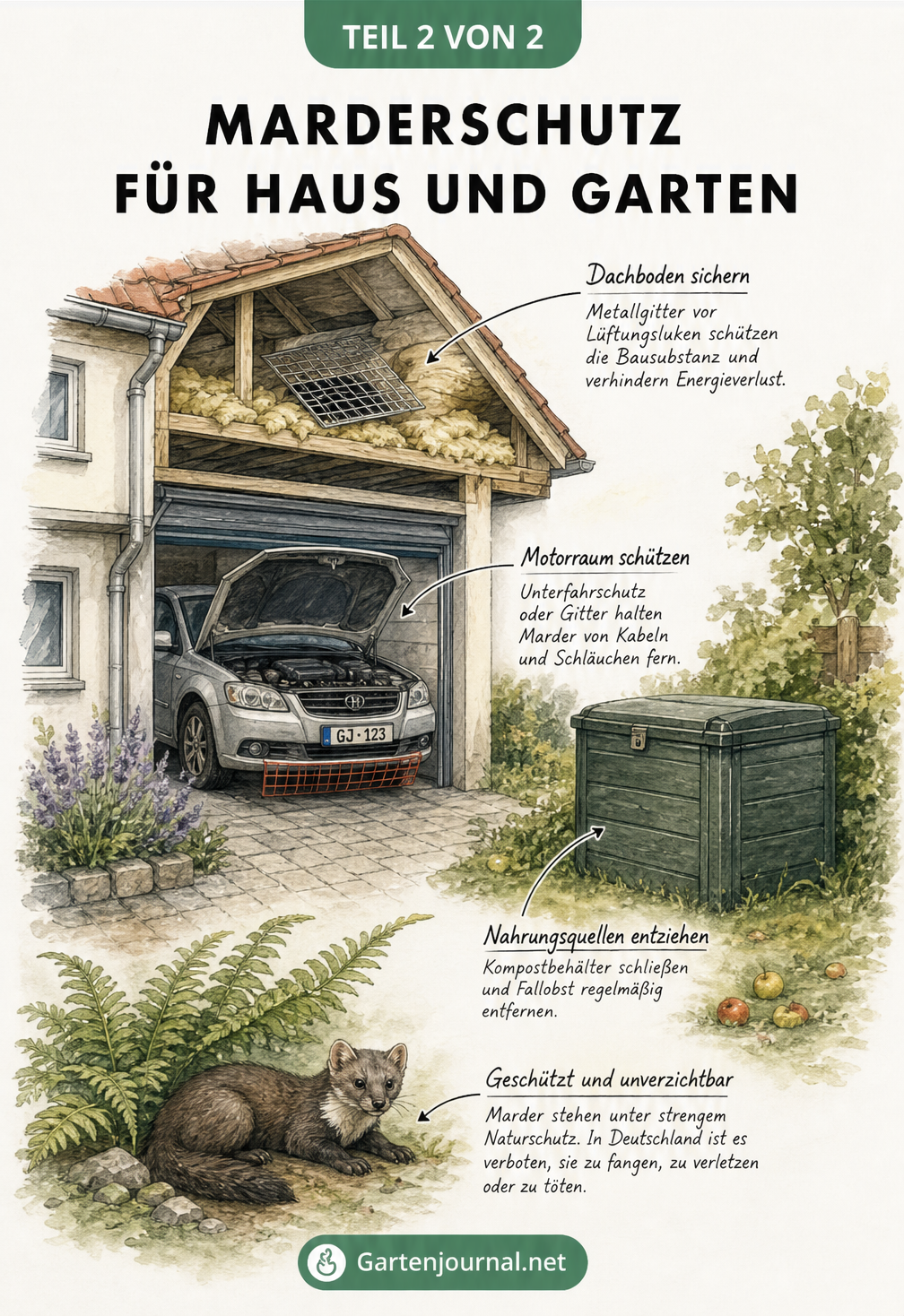 Schnittdarstellung eines Hauses mit Garten, die Schutzmaßnahmen gegen Marder an Dach, Auto und Kompost zeigt
