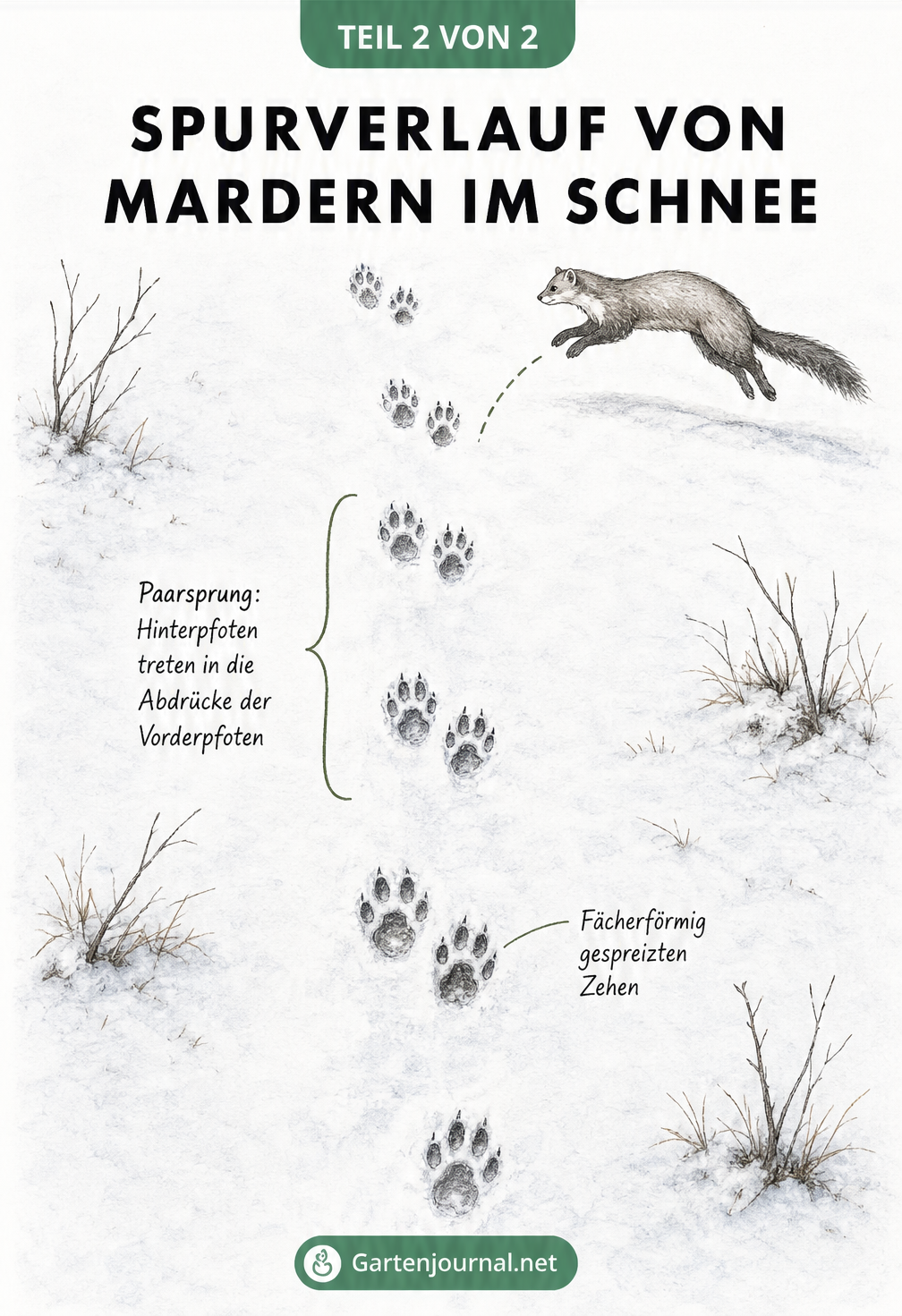 Skizze des Spurverlaufs eines Marders im Schnee, die den typischen Paarsprung zeigt