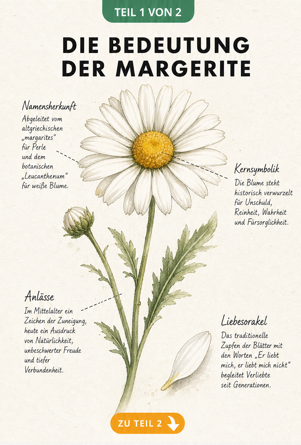 Botanische Illustration einer weißen Margerite mit Erklärungen zur Symbolik und Namensherkunft