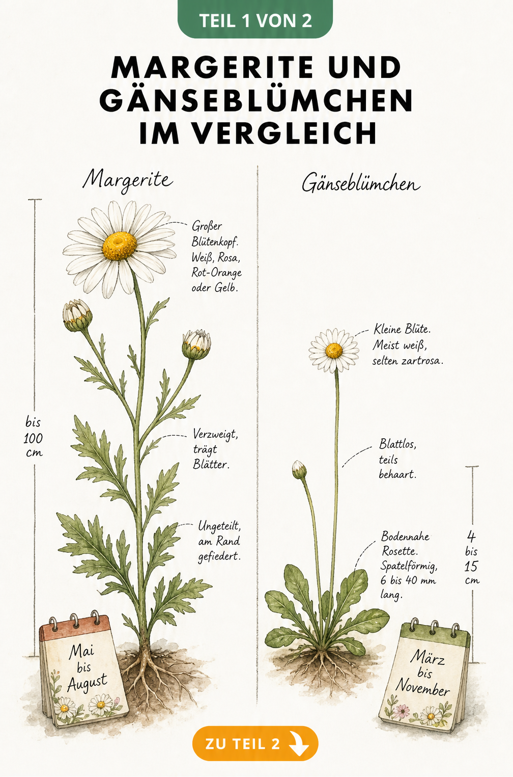 Botanische Illustration von Margerite und Gänseblümchen im Vergleich mit Details zu Blüte, Stängel und Blättern